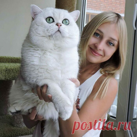 Гляди, какой котище — здоровенный! Подборка ну очень больших котанов, которых трудно назвать «котиками»