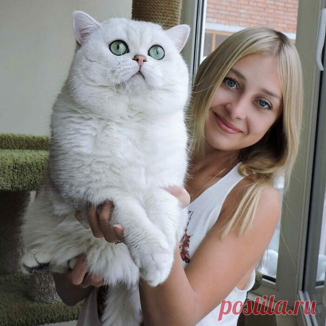 Гляди, какой котище — здоровенный! Подборка ну очень больших котанов, которых трудно назвать «котиками»