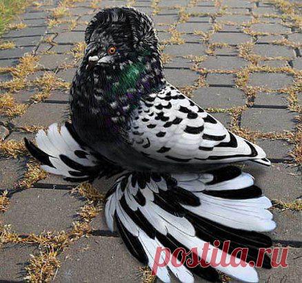 Чудо природы!!!