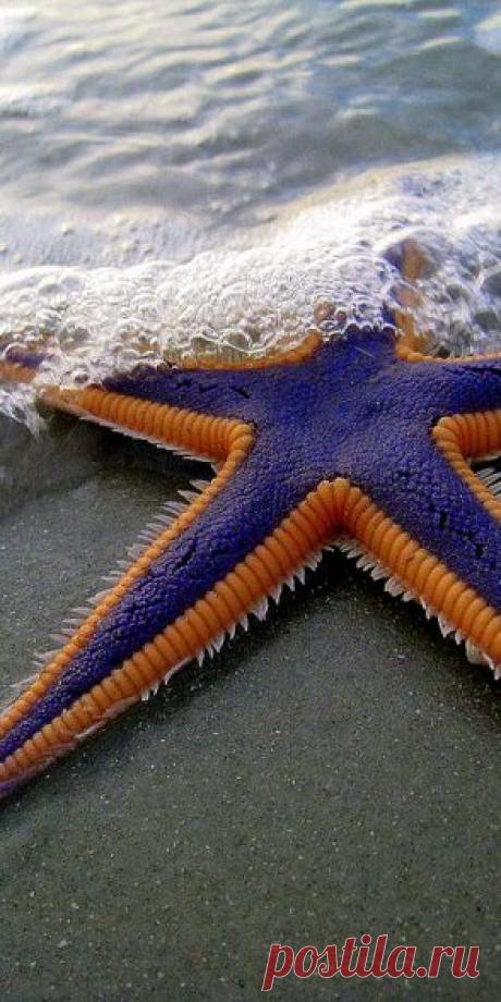 синяя звезда