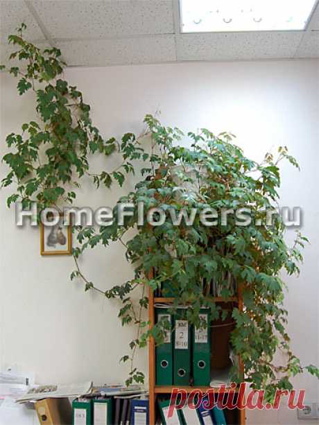 Седум Моргана - Комнатные цветы и растения на HomeFlowers.ru