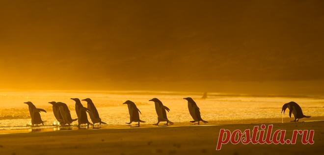 Определены самые смешные фото дикой природы 2020 года - Новости Mail.ru