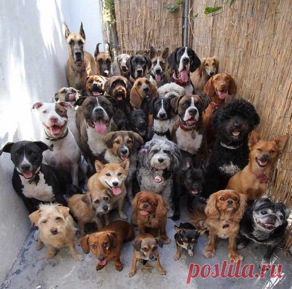 33 собаки, которые сидят смирно и смотрят в камеру