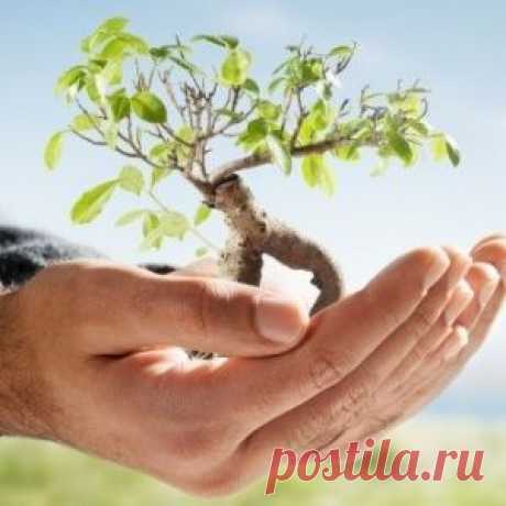 Дачный участок