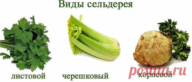 Сельдерей: польза и вред для здоровья женщины, мужчины, детей | ЗОЖ и медицина