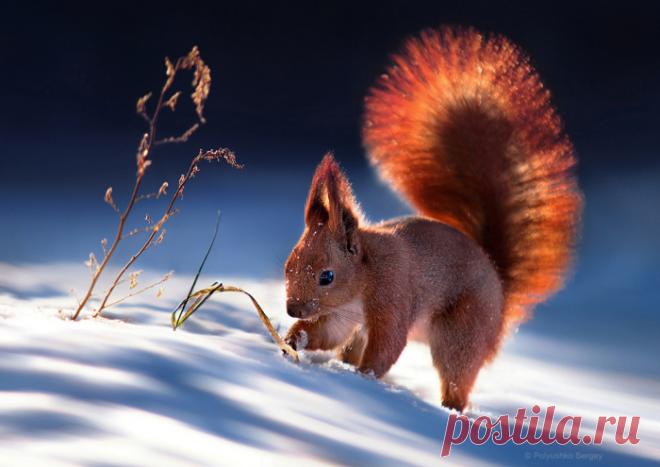 15 ярких фотографий о том, как зимуют животные