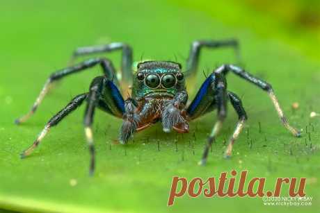 Jumping spider (Phintella vittata) - DSC_6956 View more at Salticidae Checklist: Jumping Spiders  www.nickybay.com