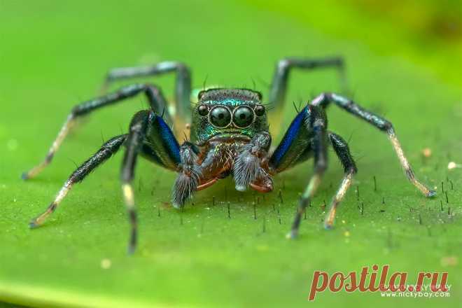 Jumping spider (Phintella vittata) - DSC_6956 View more at Salticidae Checklist: Jumping Spiders  www.nickybay.com