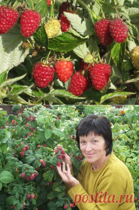 Как без ущерба для урожая омолодить свой малинник? | Огород без хлопот