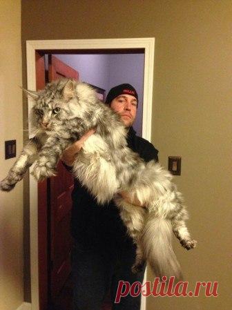 Все о братьях наших меньших: Красавец мейн-кун