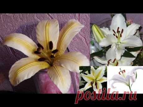 Лилия из холодного фарфора \ Lily of cold porcelain Очень подробный мастер класс по лепке цветка лилии из холодного фарфора. (Master Class "lily of cold porcelain"). В этом видео я как всегда не использовала н...