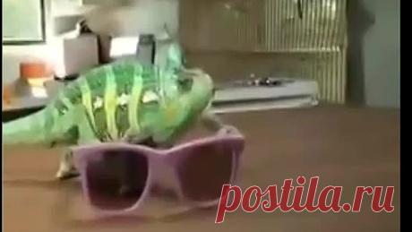 Хамелеон меняет цвет - разве это не чудо?