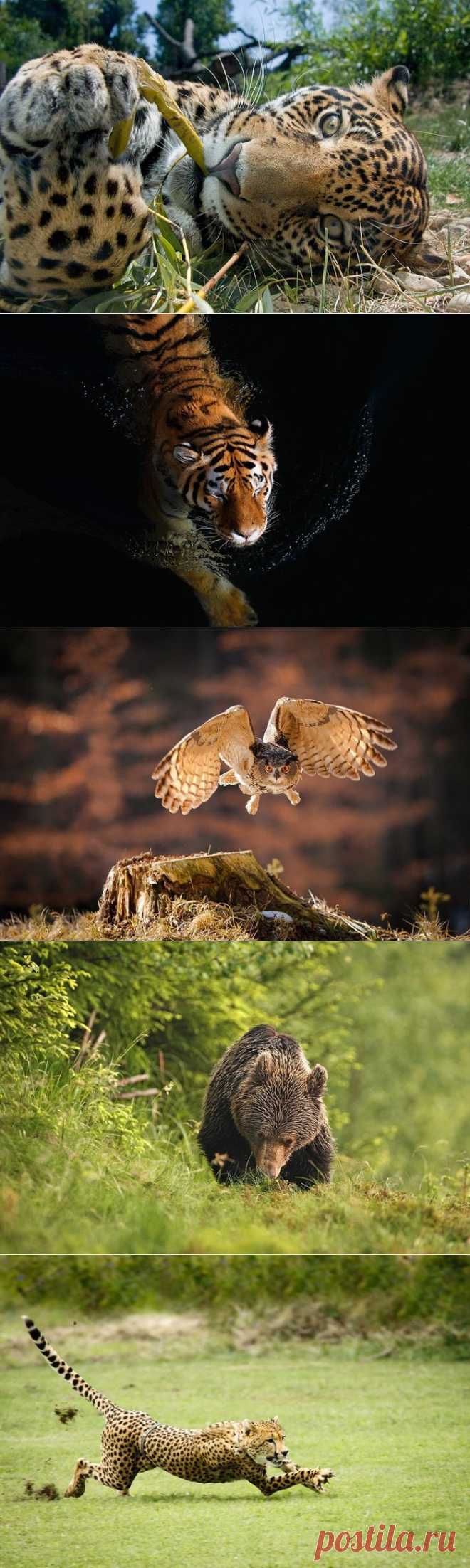 Удивительные фото животных от Алес Гола.