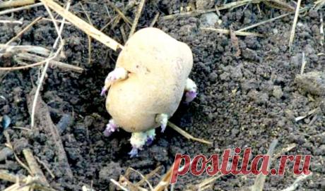 Бабушка рассказала, почему она никогда не сажает картошку ростками вверх и другим не советует | Уютная дача | Яндекс Дзен