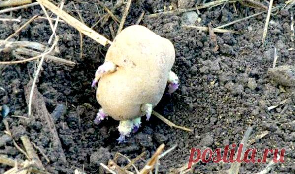 Бабушка рассказала, почему она никогда не сажает картошку ростками вверх и другим не советует | Уютная дача | Яндекс Дзен