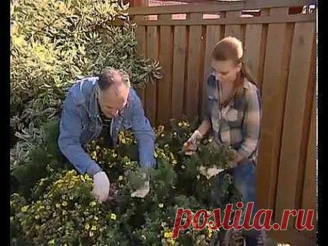 Видео помощник   Обрезка декоративных кустарников
