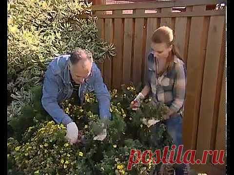 Видео помощник   Обрезка декоративных кустарников