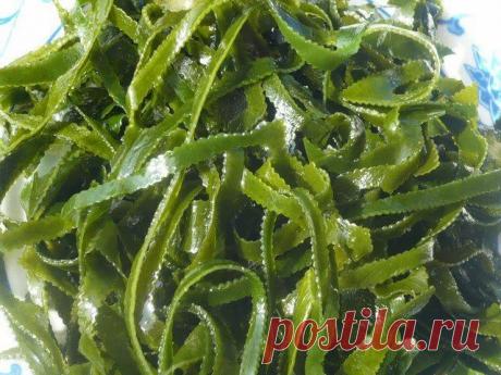 Капуста морская – фантастическая польза