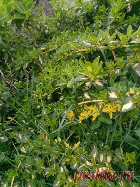 Бересклет Форчуна «Солнечное пятно» (Euonymus fortunei «Sunspot»)