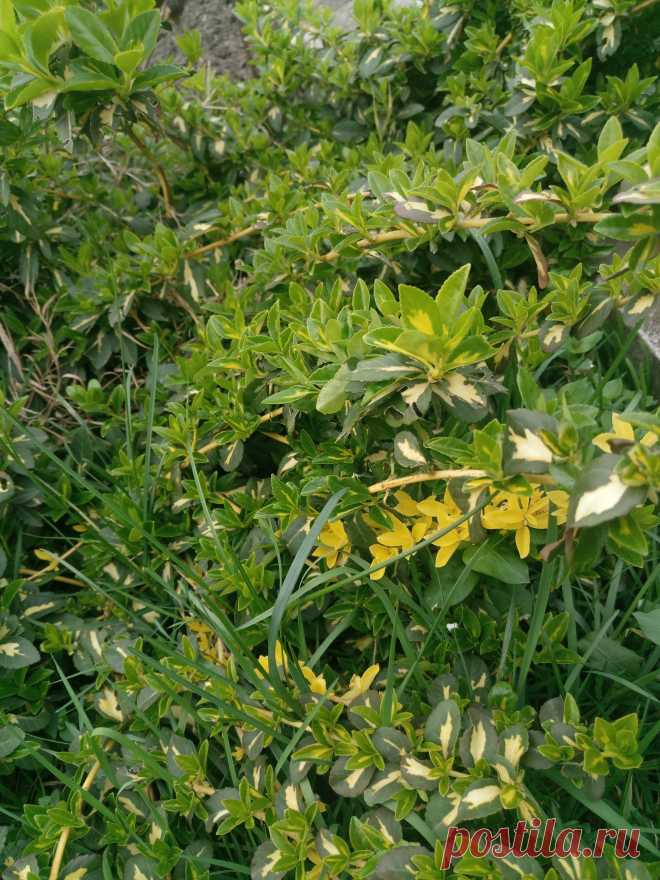 Бересклет Форчуна «Солнечное пятно» (Euonymus fortunei «Sunspot»)