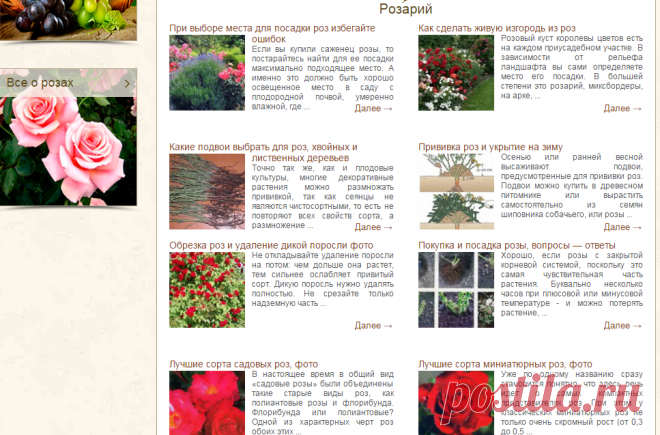 ВСЕ О РОЗАХ-Розарий | Дача - впрок