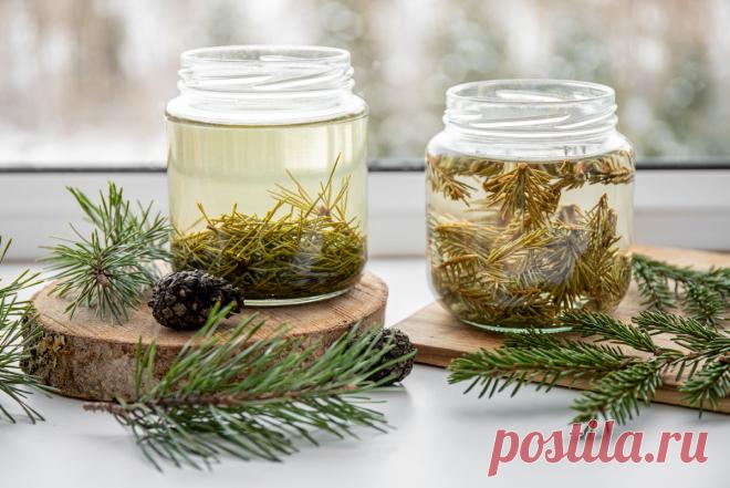 Сила леса: продукты из хвойных деревьев и их польза | Живая Еда с Сергеем Малозёмовым | Дзен