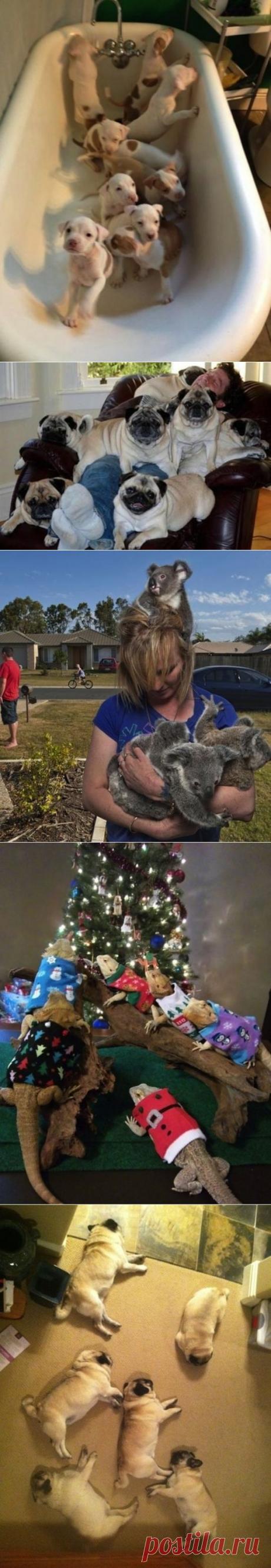 (+1) тема - Завоеватели:)) | Четвероногий юмор