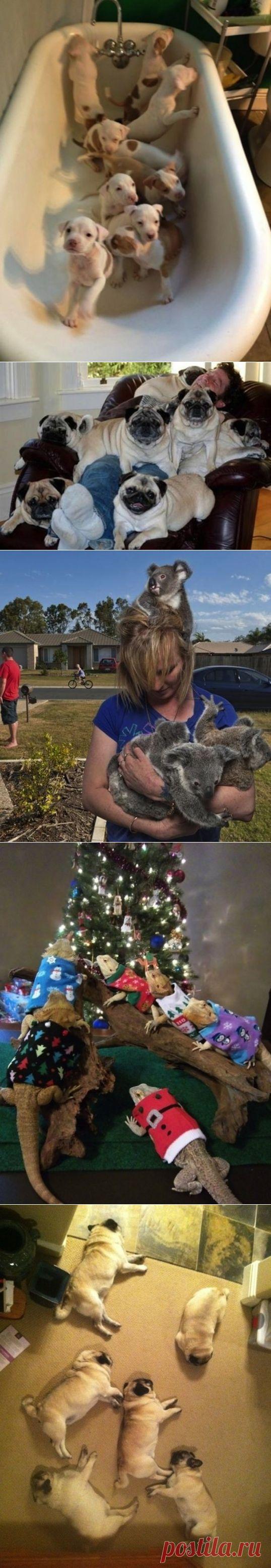 (+1) тема - Завоеватели:)) | Четвероногий юмор