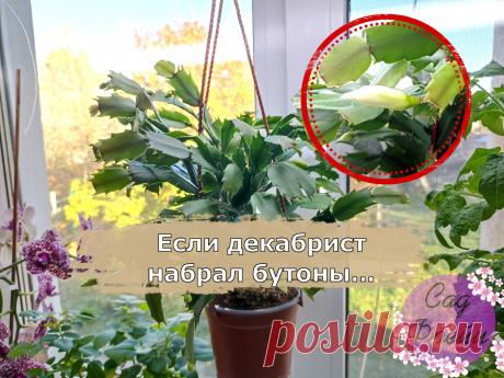 Декабрист набрал бутоны? Что делать цветоводу, чтобы долгожданное цветение стало дольше и обильнее: простые "да" и "нет" | Сад Фрейи | Дзен