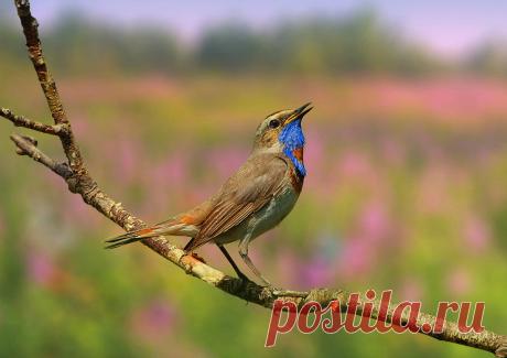 Пою привет хвалебный лету — National Geographic Россия Тем, кто хорошо знает птиц, легче всего находить их&nbsp;по&nbsp;голосам. Но&nbsp;иногда даже знатоки ошибаются. Идёшь краем лугового болотца, и&nbsp;вдруг из&nbsp;кустов голос жаворонка. Что такое? Только подумаешь: откуда жаворонок в&nbsp;кустах? А&nbsp;там уже кулик-черныш кричит, его жёлтая трясогузка перебивает, потом вроде чечевица свистнула. И&nbsp;только тогда догадаешься: да&nbsp;это&nbsp;же варакушка поёт! Не...