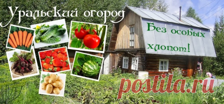 Уральский огород - без особых хлопот!: И СНОВА... СЕМЕНА!