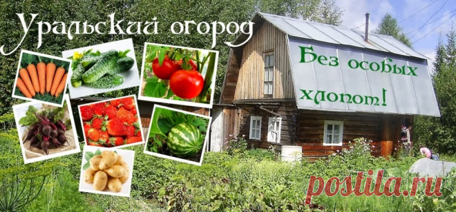 Уральский огород - без особых хлопот!: И СНОВА... СЕМЕНА!