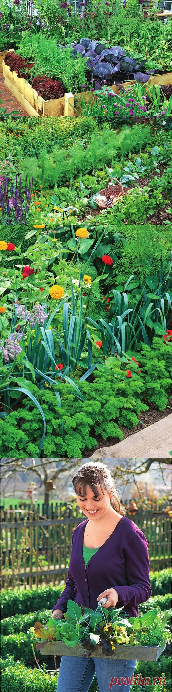 Им хорошо друг с другом, или О совместимости овощных культур / огород и грядки / 7dach.ru