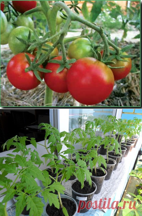 Бальзам для роста помидор » Женский Мир