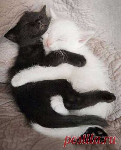 Про котов » Смешные Анекдоты Истории Цитаты Афоризмы Стишки Картинки прикольные Игры