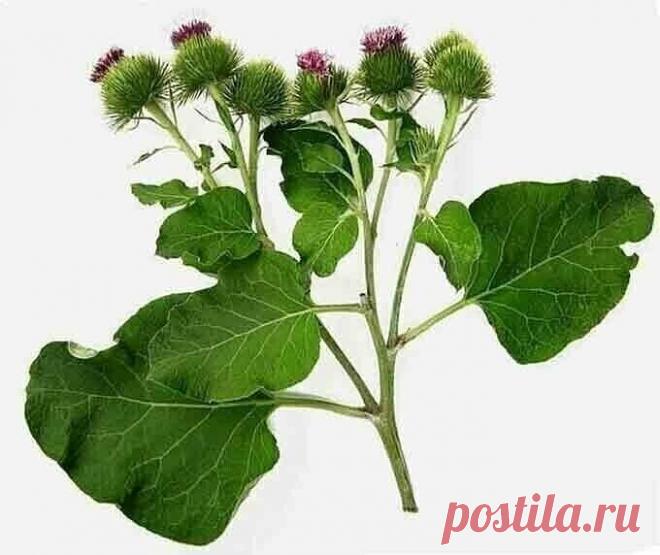 Однажды я читала лекцию и сказала: «Есть такой академик, который лечит все заболевания. Сидит в земле академик-лопух и ждет, когда его человек возьмет и будет им лечиться».