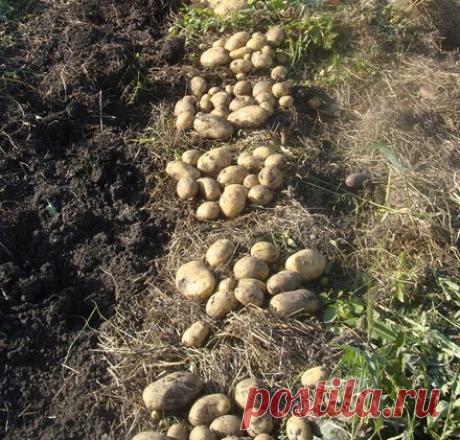 Способ возделывания картофеля на одном поле