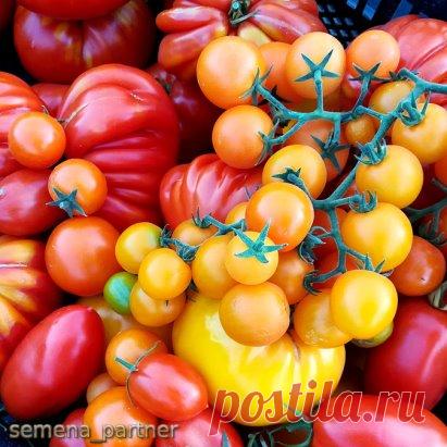 Томаты, бесспорно, хороши на ветке. Но как же хороши они, когда собраны вместе в виде урожая. Яркий натюрморт, достойный кисти живописца создается легко и без усилий, сам собой. Просто складываешь томаты вместе, а потом смотришь  и получаешь эстетическое наслаждение. Нашу корзину наполнили томаты, с которыми мы уже знакомили вас в наших предыдущих публикациях. Сможете угадать, какие? Подглядывать 👁разрешается http://www.semena-partner.ru/
#SemenaPartner #семенапартнер #агрофирма