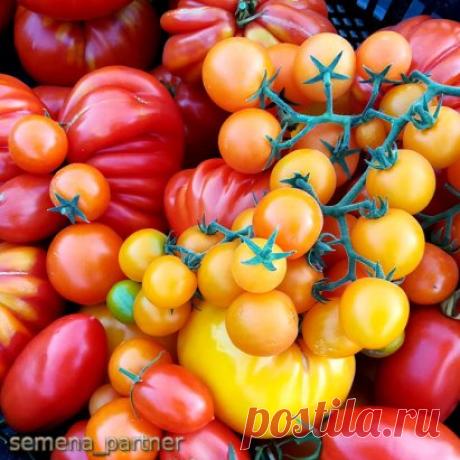 Томаты, бесспорно, хороши на ветке. Но как же хороши они, когда собраны вместе в виде урожая. Яркий натюрморт, достойный кисти живописца создается легко и без усилий, сам собой. Просто складываешь томаты вместе, а потом смотришь  и получаешь эстетическое наслаждение. Нашу корзину наполнили томаты, с которыми мы уже знакомили вас в наших предыдущих публикациях. Сможете угадать, какие? Подглядывать 👁разрешается https://www.semena-partner.ru/
#SemenaPartner #семенапартнер #агрофирма