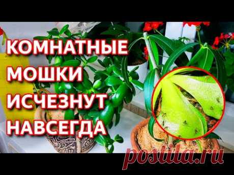 Мошки в комнатных цветах. Как избавиться от мошек в комнатных горшках. Способ избавления от мошек.