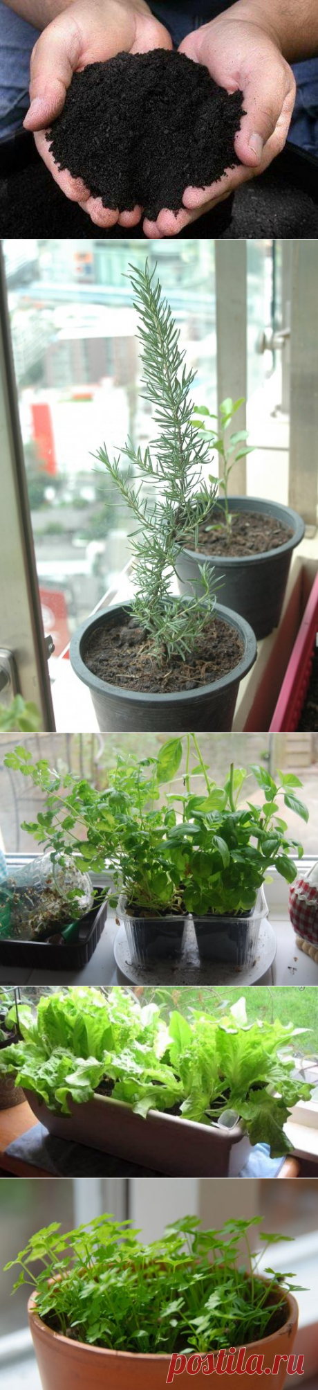 Как вырастить зелень дома на подоконнике