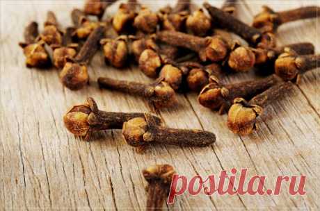 Гвоздика - Портал «Домашний»