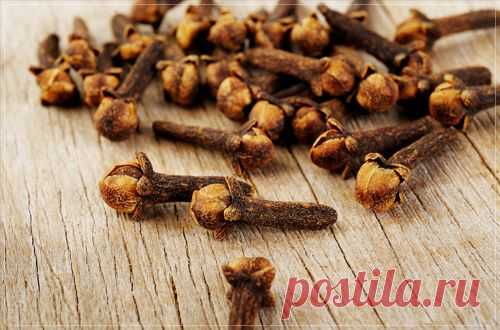 Гвоздика - Портал «Домашний»