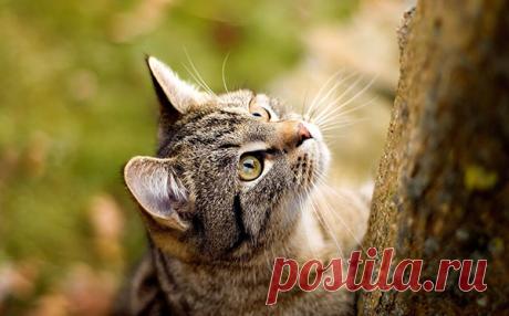 Факты о кошачьих рекордах — Интересные факты