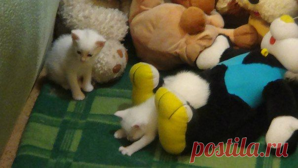 Наталия Тихомирова