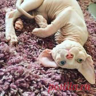 Sphynx cat ♡