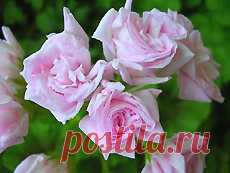 Aneleflora: пеларгонии