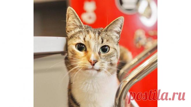 В Москве кошка пришла к котокафе в ливень и попросила помощи - Питомцы Mail.ru