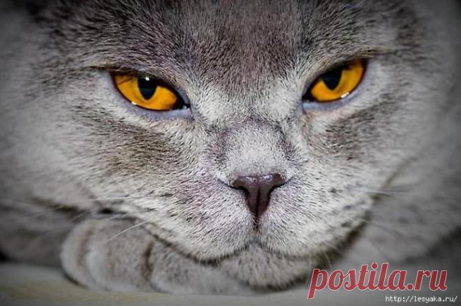 Глаза кошек: они такие разные...