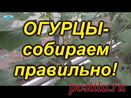 Когда и как собирать огурцы? Маленькие хитрости.